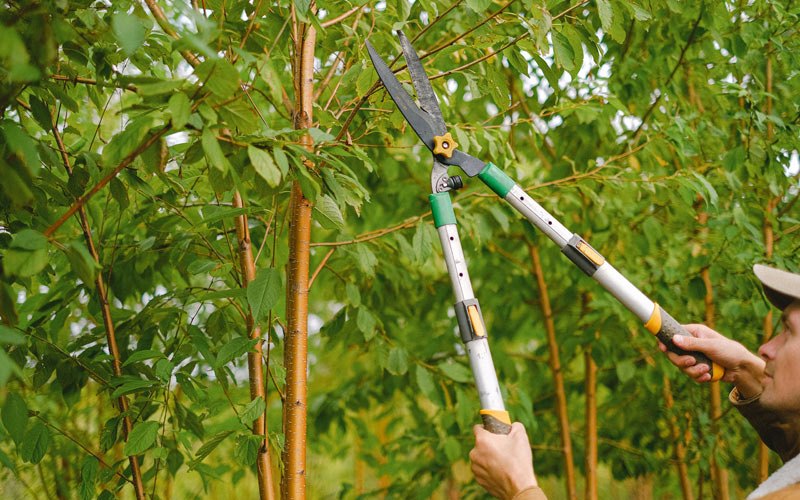 Tree trimming in Dunlap, IL